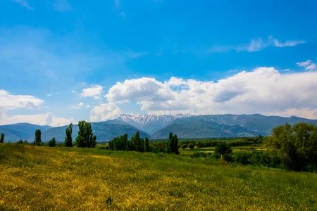 美丽的绿色的风景