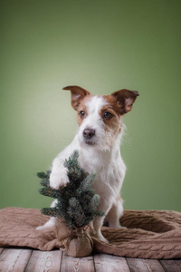 狗千斤顶拉塞尔英国工程师小猎狗保持采用指已提到的人爪子关于指已提到的人圣诞节树