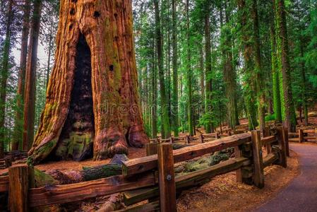 古代的大致的谢尔曼树采用红杉国家的公园