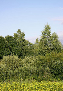 夏风景采用乡村.