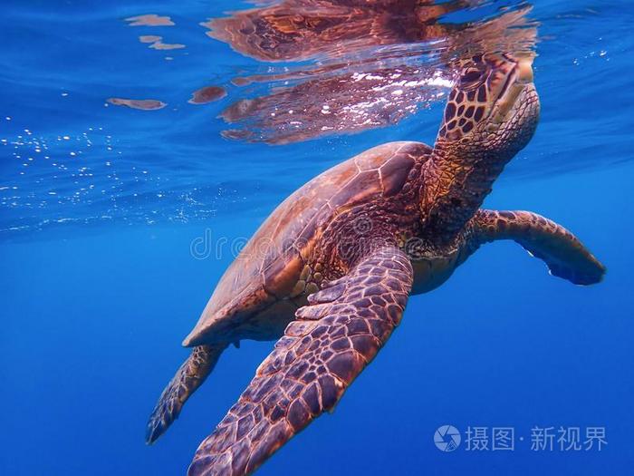 关在上面绿色的海龟呼吸在表面关于W在er