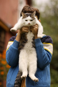 青少年的猫图片