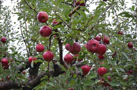苹果花园大的大小好的质量插画