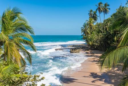 野生的加勒比海海滩关于曼萨尼约在港口、山口别霍,肋反向免疫细胞粘着插画