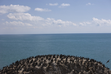 青海湖鸟岛