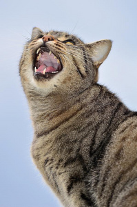 不列颠的短毛猫猫叫向白色的背景,隔离的不列颠的短毛猫小猫猫叫声在