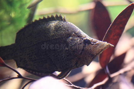 带刺的叶子鱼插画