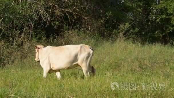 在该字段中的白牛警报视频