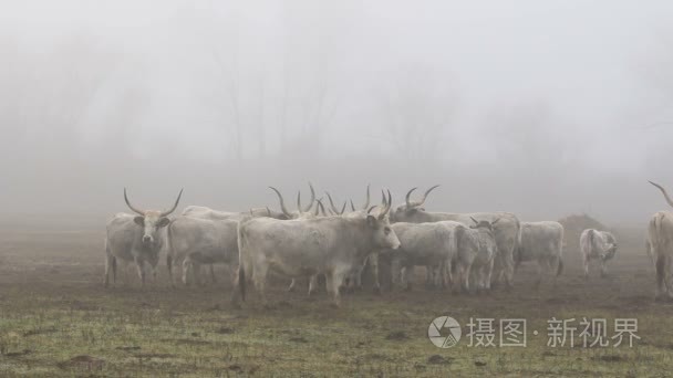 匈牙利灰色母牛在冬天视频