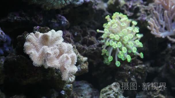 银莲花的海洋水族馆视频