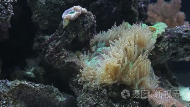 银莲花的海洋水族馆视频