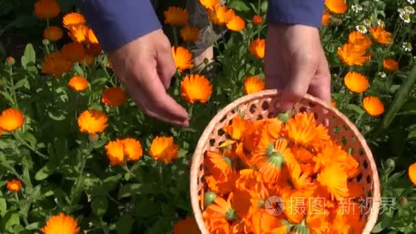 收获金盏花厚朴万寿菊药用花卉视频