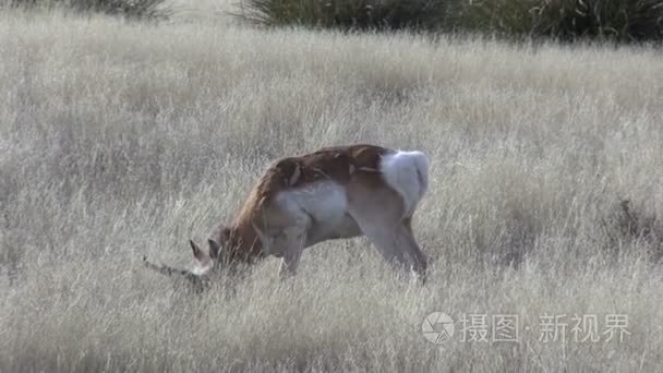 叉角羚巴克视频