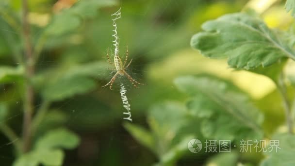 对植物之间蛛网的蜘蛛视频