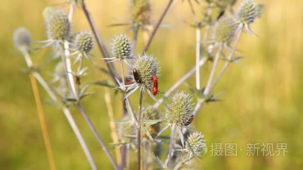 野生花卉昆虫视频