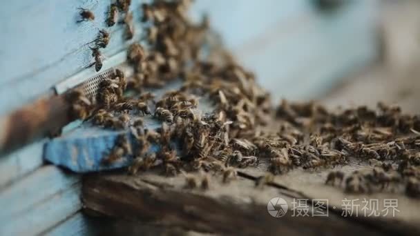 蜜蜂在蜂巢的入口处视频