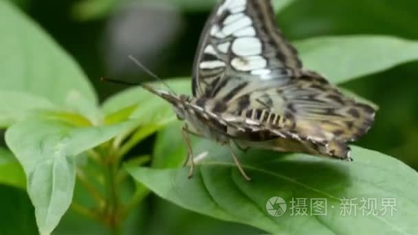 棕色和白色的斑点的翅膀的蝴蝶视频