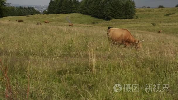 苏格兰高地牛放牧在字段中视频