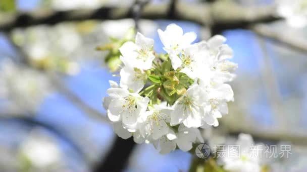 在春天樱花盛开视频