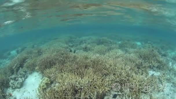 珊瑚礁生长在石灰岩小岛附近视频