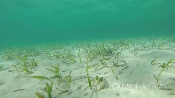 海草生长在浅沙的地区视频