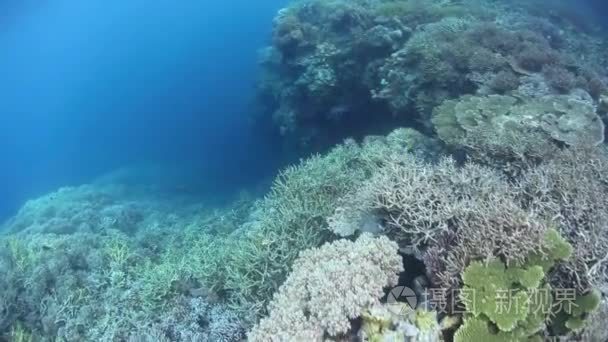 健康珊瑚茁壮成长拉贾安帕视频