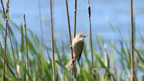 在芦苇丛中的鸟