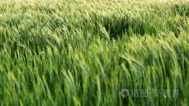 耳朵的绿色小麦在微风中摇曳视频