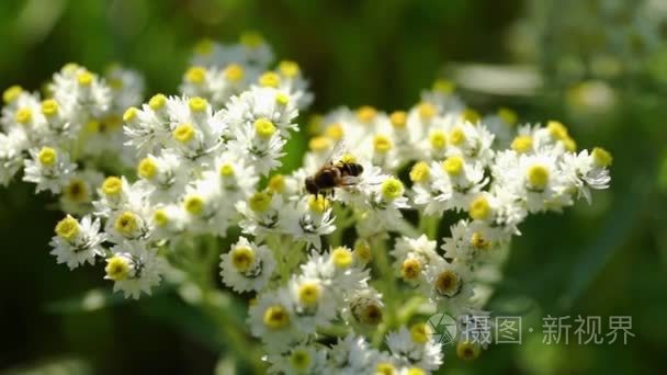 从一朵花上采集花粉的蜜蜂视频