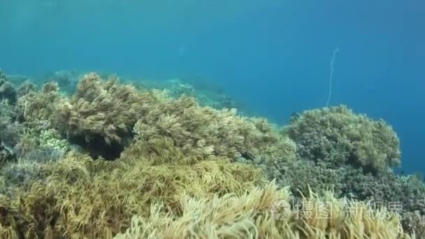 多样的太平洋珊瑚礁视频