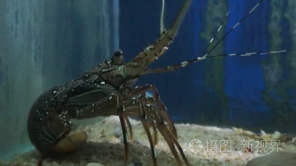 龙虾水下热带海视频