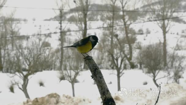 大山雀在冬天的时候的一个分支视频