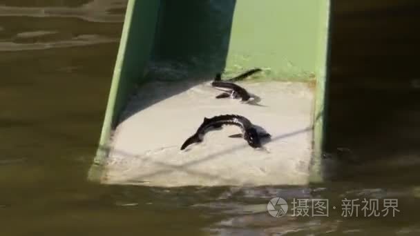 生物学家释放鲟鱼在天然环境中视频