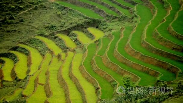 越南水稻农场梯田视频