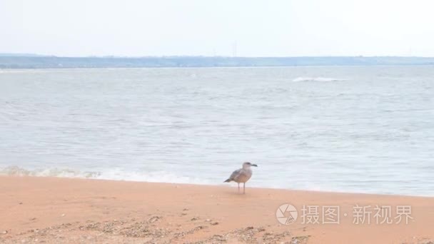 上海滩寻找食物的滨鸟海鸥视频