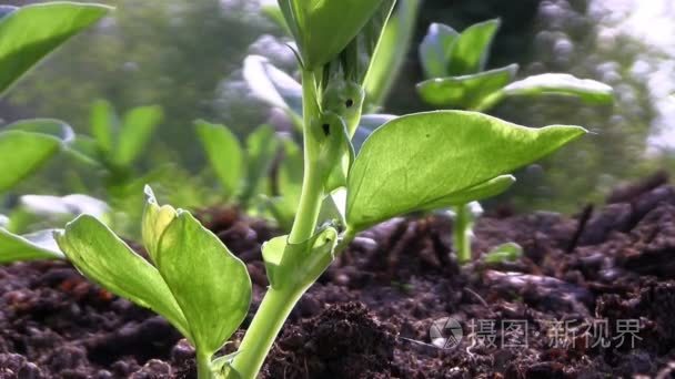 花园里的蚕豆植物视频