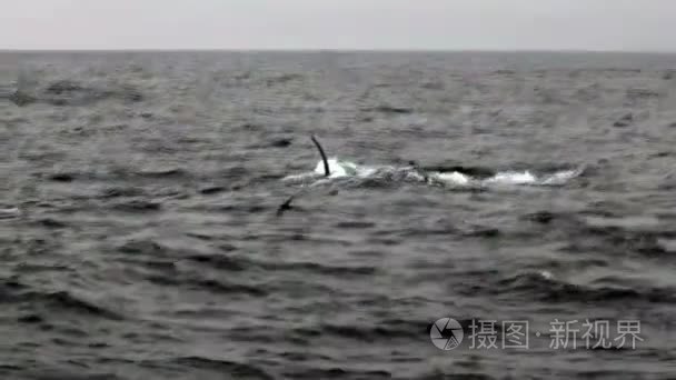 座头鲸游泳蒙特利加州太平洋视频