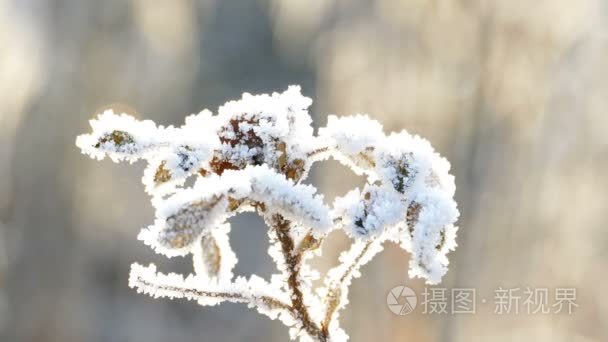 干黄色的树叶与霜霜冷的天视频