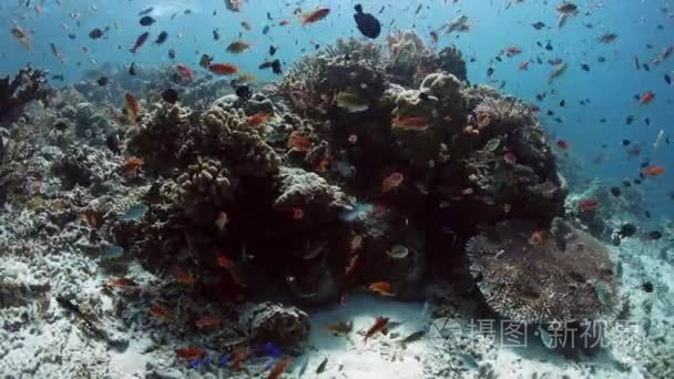 充满活力的珊瑚礁视频