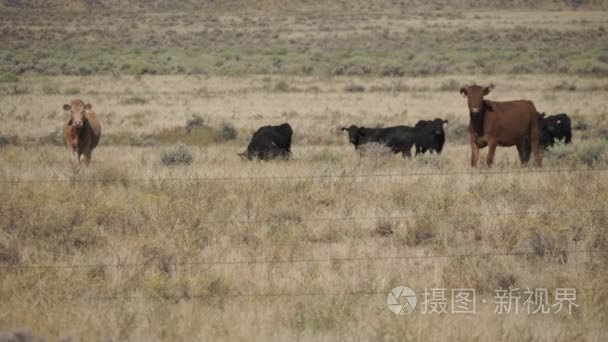 在沙漠中自由放养牛视频