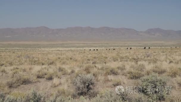 在沙漠中自由放养牛视频
