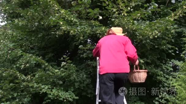 男人中医在去林登树开花视频