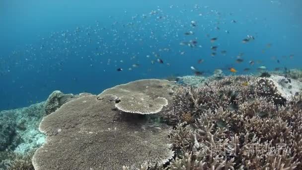 珊瑚和鱼在热带太平洋视频