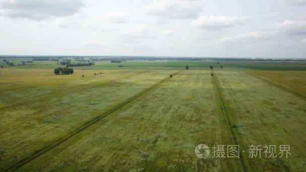 空中 飞越麦田秋季的一天视频