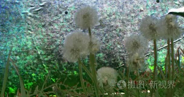 白色蓬松蒲公英植物花卉草视频
