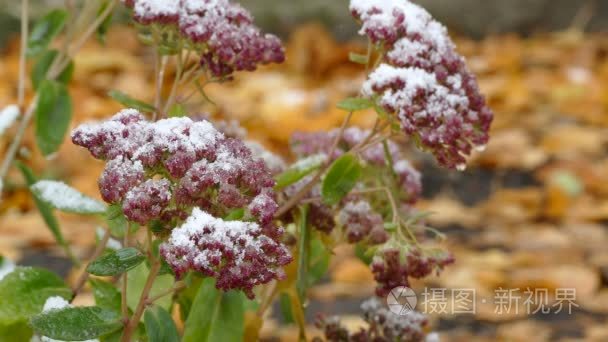 冷冻红花卉自然初冬第一场雪落视频