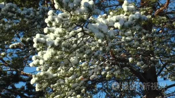 白雪覆盖的松树树枝对蓝天视频