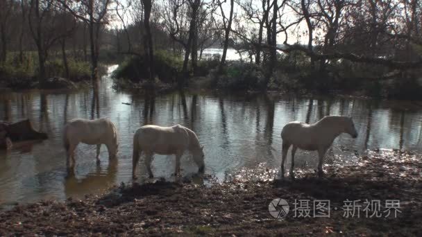 在国家公园中在法国玛格免费马视频