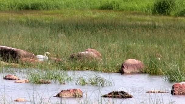 天鹅在湖中的绿草和石头的环境视频