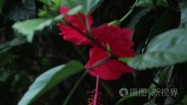 美丽的红色花卉视频
